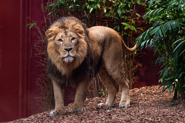 Indischer Löwe Shapur