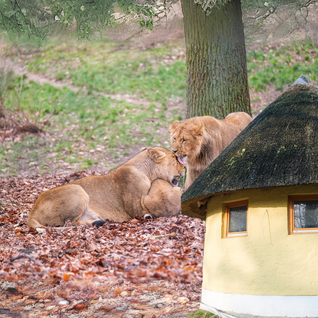 Rundes reetgedecktes Gebäude im Vordergrund, im Hintergrund drei Löwen in natürlicher Umgebung