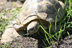 Griechische Landschildkröte
