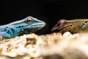 Himmelblauer Zwergtaggecko Pärchen