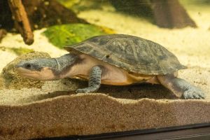 Krötenkopfschildkröte