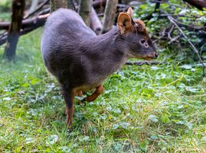 Südlicher Pudu