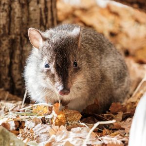 Bürstenschwanzrattenkänkuru