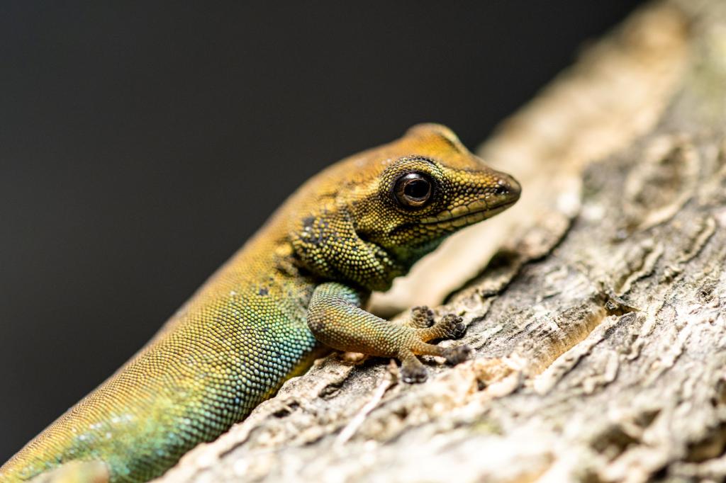 Himmelblauer Zwergtaggecko Weibchen