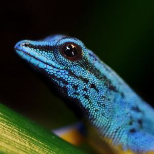 Himmelblauer Zwergtaggecko