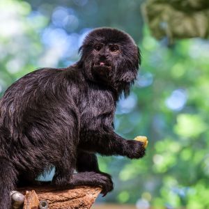 Springtamarin im Humboldthaus
