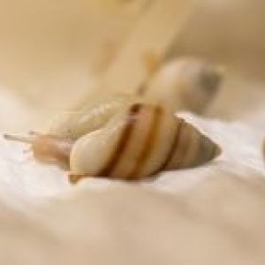 Moorea-Baumschnecke