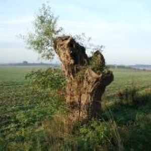 kopfweide