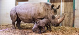 Erstmals Nachwuchs beim Südlichen Breitmaulnashorn (Ceratotherium simum) im Zoo Schwerin_© Sven Peter, Zoo Schwerin