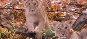 Kirana und Ravi_© Zoologischer Garten Schwerin, Sven P. Peter