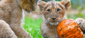 Löwen-Jungtier mit Kürbis zur Dunkel-Munkel-Party an Halloween im Zoo Schwerin