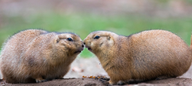 Zwei Präriehunde sitzen Nase an Nase auf einer Wiese