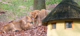 Ein rundes reetgedecktes Haus im Vordergrund, im Hintergrund befinden sich drei Löwen in einer natürlichen Umgebung
