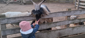 kleines Kind füttert eine Ziege am Zaun
