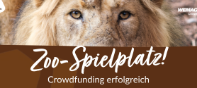Abbildung eines Löwengesichts, bei dem nur die Augen zu sehen sind. Darunter der Text: Zoo-Spielplatz, Crowdfunding erfolgreich