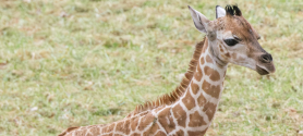 Kleine Giraffe auf einer Wiese