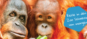 Foto von den Gesichtern zweier Orang Utans