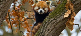 Roter Panda sitzt im Baum mit Herbstlaub an den Ästen