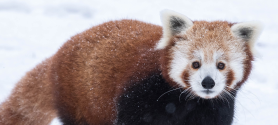 Roter Panda im Schnee