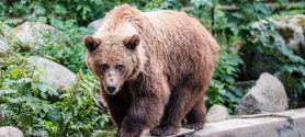 Braunbärin Lena