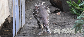 Tapirnachwuchs im Zoo Schwerin
